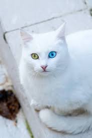 Van Kedisi Hayvan Hayvanlar Kedi