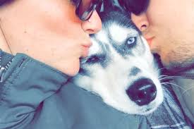 Fundraiser by Kayleigh Turbitt : Kyla's Vet Expenses