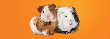 Please allow 2 to 3 weeks for delivery. The Best Small Pets How To Choose Petsmart