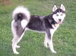 You can browse thru list of siberian husky breeders or consider for sale siberian husky puppies. Memphis Tn Siberian Husky Meet Kota A Pet For Adoption