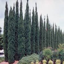 Image result for Cupressus sempervirens