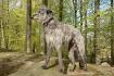 Scottish Deerhound Puppies for Sale from Reputable Dog ...