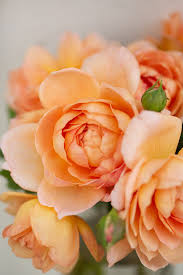 Maybe you would like to learn more about one of these? Peach Roses Rose Story Farm