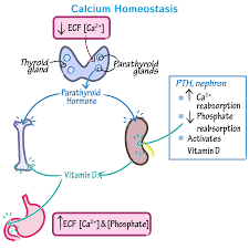 Calcium Homeostasis Draw It To Know It Physiology Medical Student Study Nursing School Notes