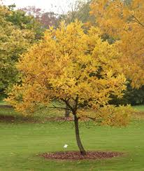 Image result for Chionanthus