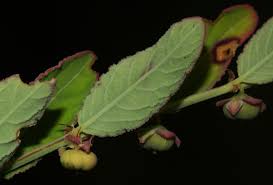 Image result for Phyllanthus maderaspatensis