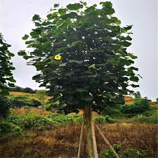 Image result for Hibiscus tiliaceus