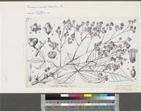 Image result for Ricinodendron