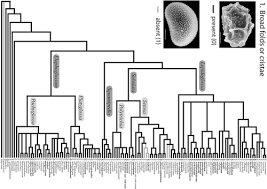 Image result for Elaphoglossum macropodium