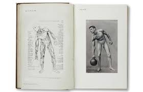 Joe S Anatomy Benjamin Degenhardt Student Art Anatomy For Artists Anatomy