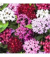 Image result for Ixora hartiana
