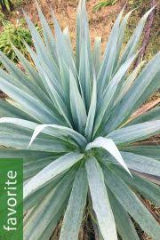 Image result for Polystachya undulata