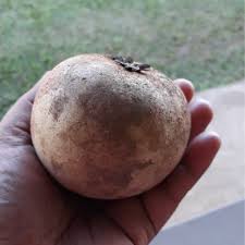 Image result for Manilkara