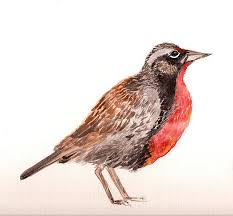 Segunda Loica Photo Photo Sharing Birds