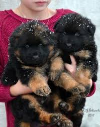 4 Week Old Long Coat German Shepherd Puppies By Grunwald Haus German Shepard Puppies German Shepherd Puppies Long Coat German Shepherd