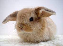 Imagini cu iepuri salbatici : Urechila Se Intoarce 20 De Poze Cu Iepuri