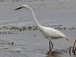 Winter birds are duller gray and juveniles are light gray overall. Great Egret Identification All About Birds Cornell Lab Of Ornithology