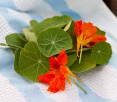 Image result for Nasturtium