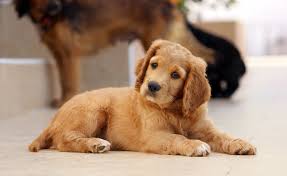 Check spelling or type a new query. Pro Domashnih Zhivotnyh Dog Training Obedience Dog Training Pet Store Puppies