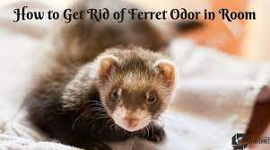 Maybe you would like to learn more about one of these? How To Get Rid Of Ferret Odor In Room Top Solution By Experts