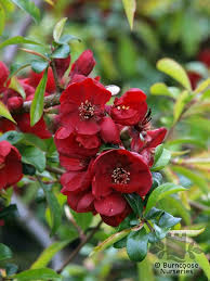 Check spelling or type a new query. Chaenomeles From Burncoose Nurseries