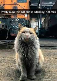 Strong Spirits Funny Funny Cat Photos Funny Cat Pictures Funny Cats