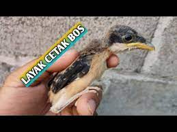 4 Ciri Ciri Anakan Cendet Berkualitas Bahan Prospek Youtube