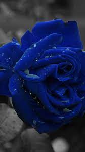 Pin On Roses