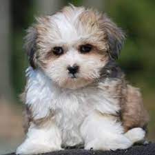 Teddy Bear Puppy Teddy Bear Breed Information Teddy Bear Puppies Teddy Bear Dog Bear Dog