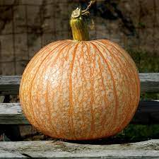 Pumpkin One Too Many In 2021 Pumpkin Seeds Growing Pumpkins