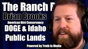 Whooper Swans in Aviculture Not for Sale