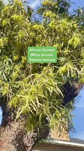 Image result for Searsia tomentosa