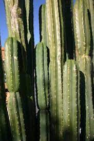 #cof #cutoutfest gracias a los demás patrocinadores, voluntarios y amigos que lo hicieron posible. Sacred San Pedro Cactus