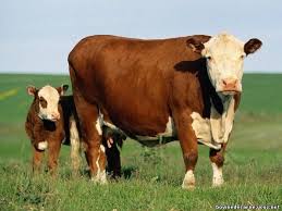 Cel mai mare site de anunturi cu vaci de vanzare. Pierdut Vaca