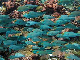 African grey parrots, parakeets, amazon parrots and macaws are the best at imitating sounds. Parrotfish