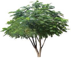 Image result for Delonix