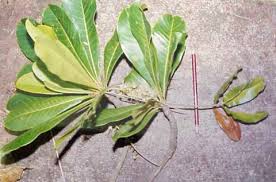Image result for Terminalia stuhlmannii