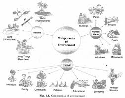 Environment Class 7 Extra Questions Geography Chapter1 Https Www Learncbse In Environment Class 7 Extra Quest Social Science This Or That Questions Geography