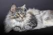 How to Care for American Longhair Cats (with Pictures ...