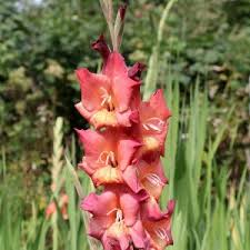 Auch wenn es in den fingern juckt, manch empfindliche pflanze darf erst raus, wenn kein frost mehr droht. Gladiole Black Surprise Online Bestellen The Blooming Company