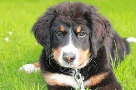 Learn about common reasons for dog lameness and how to handle it. Why Is My Puppy Limping Canna Pet
