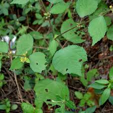 Image result for Triumfetta