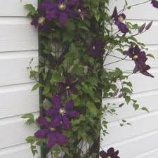 Clematis 'błękitny anioł', clematis 'comtesse de bouchaud', clematis 'ernest markham', clematis 'etoile violette', clematis 'ville de lyon', clematis 'warszawska nike' und clematis 'xerxes'. Clematis Warszawska Nike