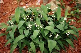 Image result for Convallariaceae