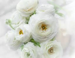 Image result for Ranunculus raeae