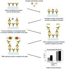 Elisa Protocols Sandwich Elisa Protocol More Types Sigma Aldrich