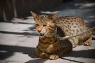 Top 12 Most Expensive Cat Breeds in the World: Ashera vs ...