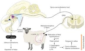 The Role of Oxytocin in Domestic Animal’s Maternal Care: Parturition,  Bonding, and Lactation
