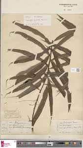 Image result for Lomariopsidaceae