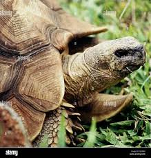 Image result for Oreobambos